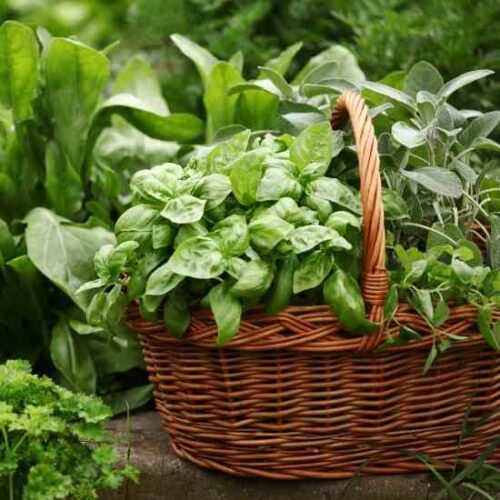 Southern Herb Gardening
